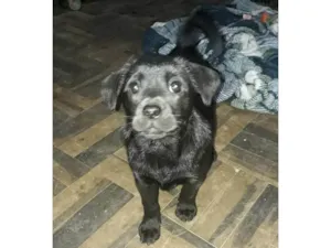 Cachorro raça Chow Chow idade Abaixo de 2 meses nome Sem nome
