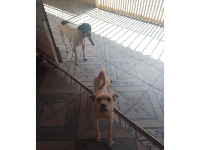 Cachorro ra a SRD-ViraLata idade 2 a 6 meses nome Safira e Chico 