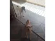 Safira e Chico