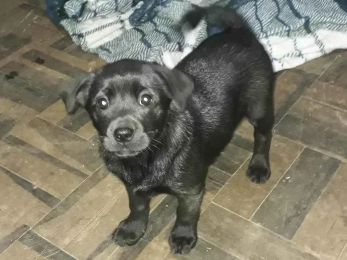 Cachorro ra a Chow Chow idade Abaixo de 2 meses nome Sem nome