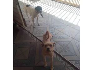 Cachorro raça SRD-ViraLata idade 2 a 6 meses nome Safira e Chico 