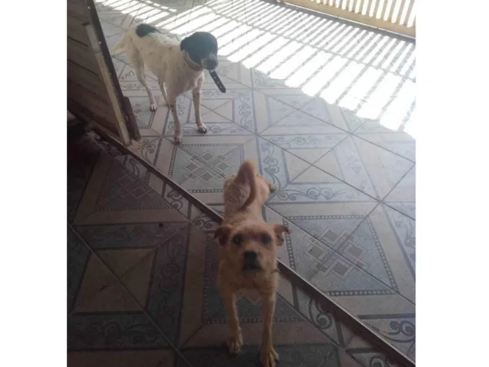 Cachorro ra a SRD-ViraLata idade 2 a 6 meses nome Safira e Chico 