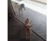 Safira e Chico