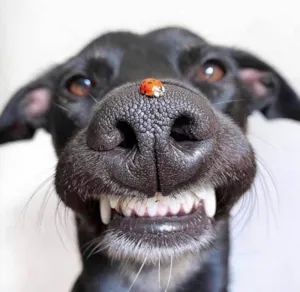 Cachorro raça SRD-ViraLata idade 1 ano nome Joaninha 