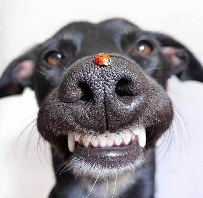 Cachorro ra a SRD-ViraLata idade 1 ano nome Joaninha 
