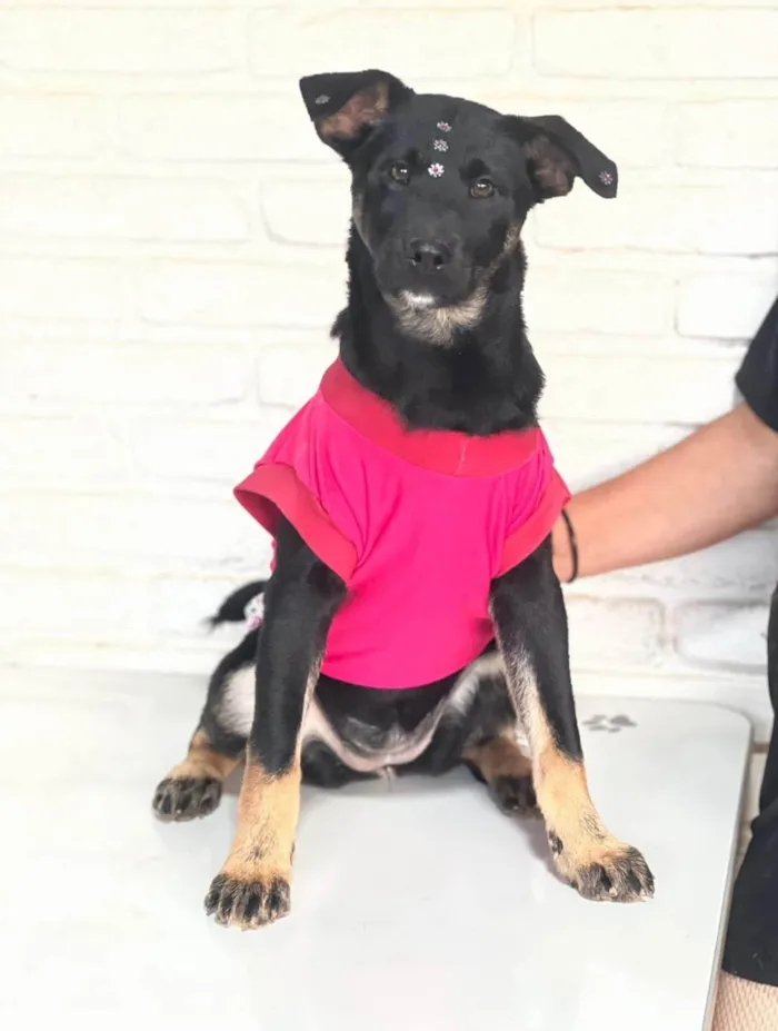 Cachorro ra a SRD-ViraLata idade 1 ano nome Joaninha 