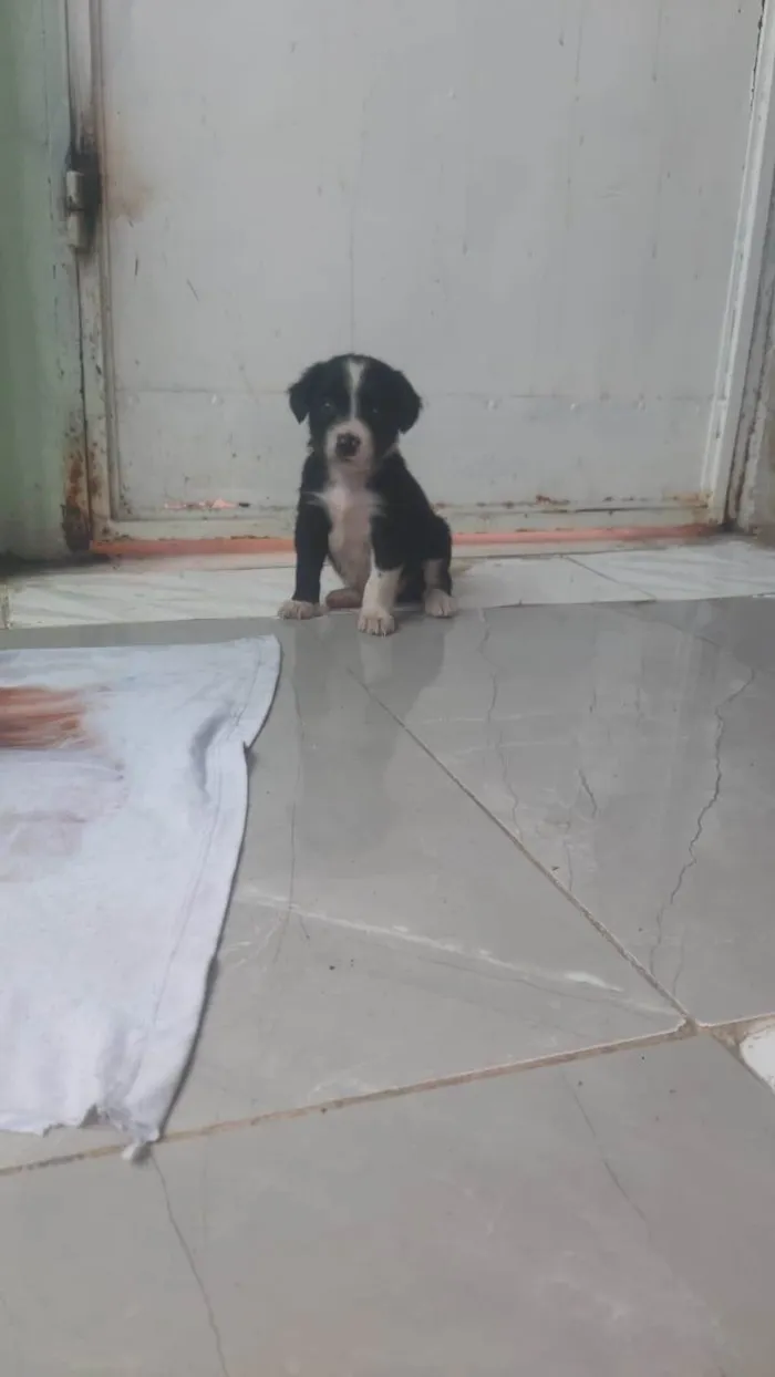 Cachorro ra a SRD-ViraLata idade 2 a 6 meses nome Aurora 