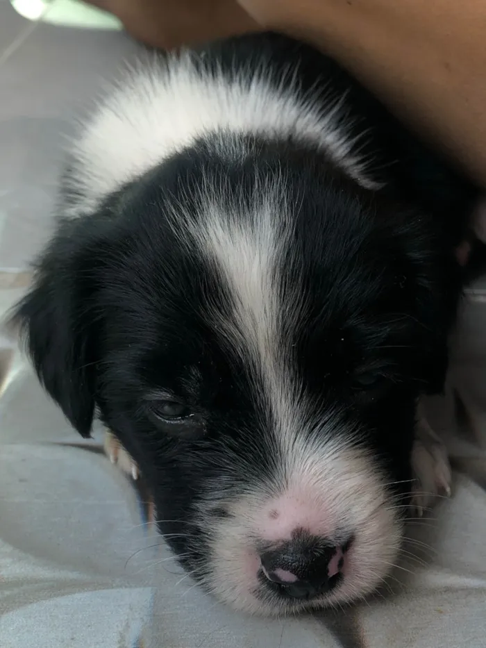 Cachorro ra a SRD-ViraLata idade 2 a 6 meses nome Aurora 