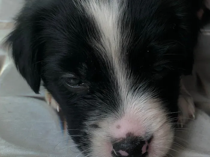 Cachorro ra a SRD-ViraLata idade 2 a 6 meses nome Aurora 