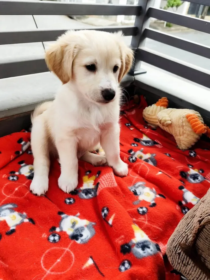 Cachorro ra a SRD-ViraLata idade 2 a 6 meses nome Liam