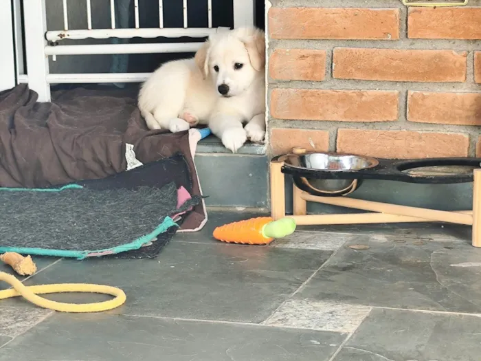 Cachorro ra a SRD-ViraLata idade 2 a 6 meses nome Liam