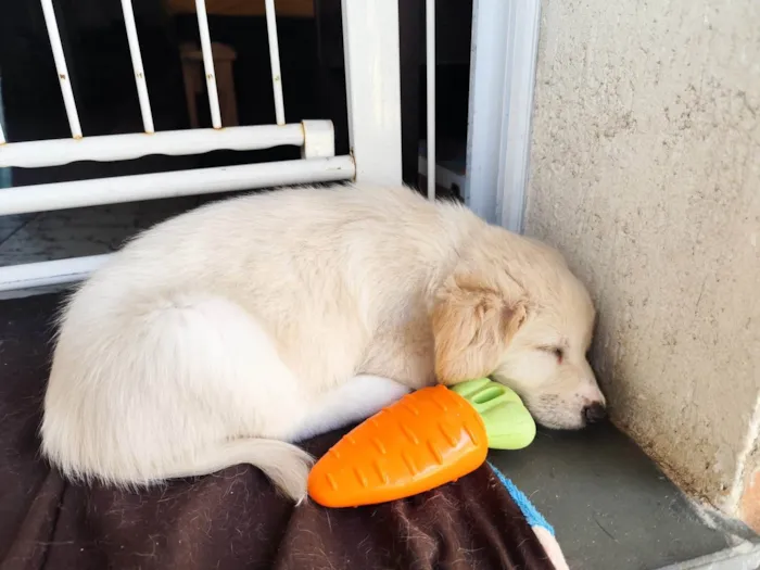 Cachorro ra a SRD-ViraLata idade 2 a 6 meses nome Liam