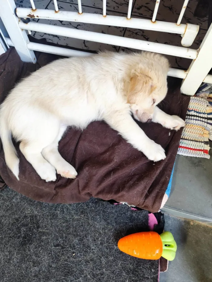 Cachorro ra a SRD-ViraLata idade 2 a 6 meses nome Liam
