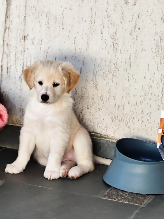 Cachorro ra a SRD-ViraLata idade 2 a 6 meses nome Liam