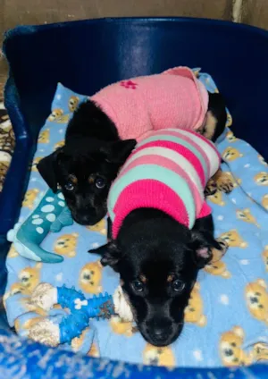Cachorro raça SRD-ViraLata idade 2 a 6 meses nome Suri e Zoe 