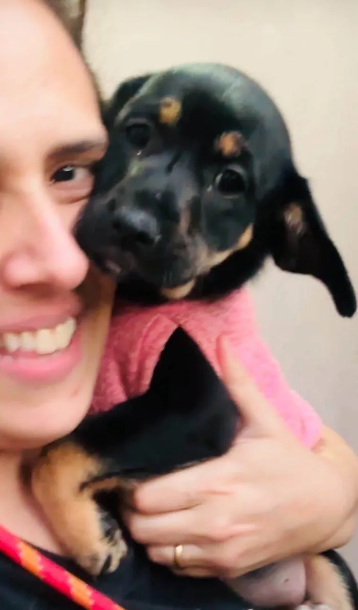 Cachorro ra a SRD-ViraLata idade 2 a 6 meses nome Suri e Zoe 