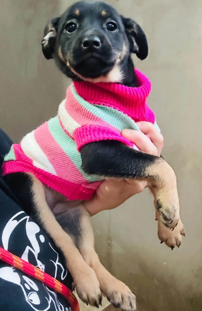 Cachorro ra a SRD-ViraLata idade 2 a 6 meses nome Suri e Zoe 
