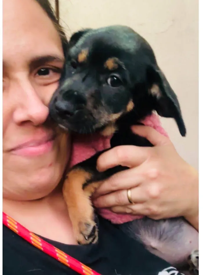 Cachorro ra a SRD-ViraLata idade 2 a 6 meses nome Suri e Zoe 