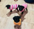 Suri e Zoe