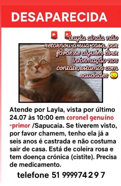 Gato ra a SRD-ViraLata idade 5 anos nome Layla