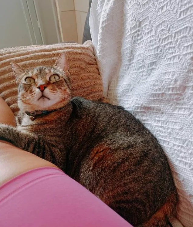 Gato ra a SRD-ViraLata idade 5 anos nome Layla