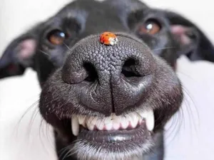 Cachorro raça SRD-ViraLata idade 1 ano nome Joaninha 