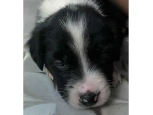 Cachorro raça SRD-ViraLata idade 2 a 6 meses nome Aurora 