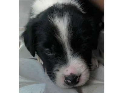 Cachorro raça SRD-ViraLata idade 2 a 6 meses nome Aurora 