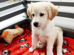 Cachorro raça SRD-ViraLata idade 2 a 6 meses nome Liam