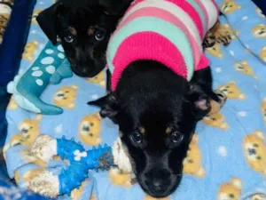 Cachorro raça SRD-ViraLata idade 2 a 6 meses nome Suri e Zoe 