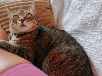 Gato raça SRD-ViraLata idade 5 anos nome Layla