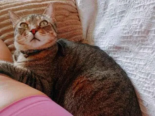 Gato ra a SRD-ViraLata idade 5 anos nome Layla
