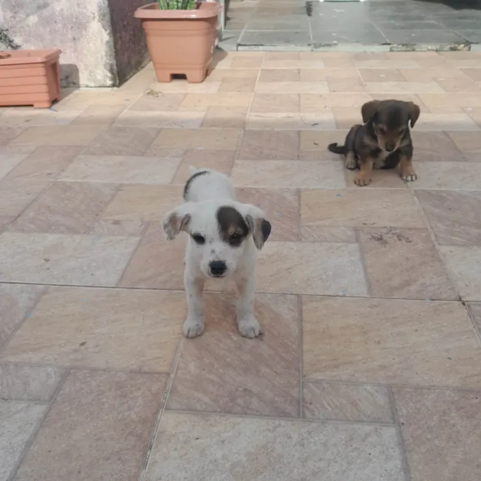 Cachorro ra a SRD-ViraLata idade 2 a 6 meses nome Nao tem