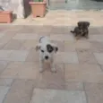Nao tem