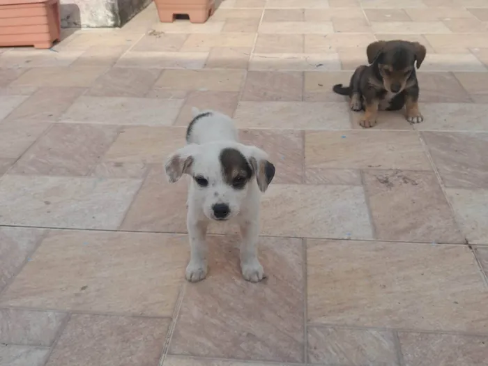 Cachorro ra a SRD-ViraLata idade 2 a 6 meses nome Nao tem