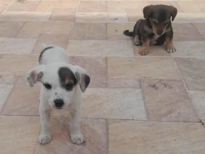 Cachorro raça SRD-ViraLata idade 2 a 6 meses nome Nao tem