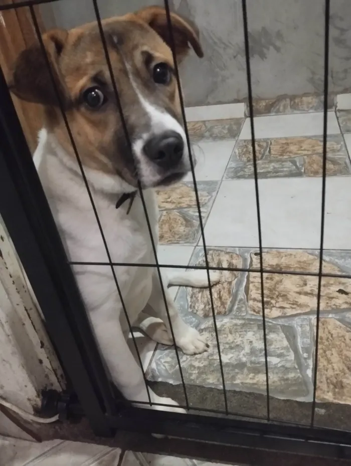 Cachorro ra a SRD-ViraLata idade 7 a 11 meses nome Maike 