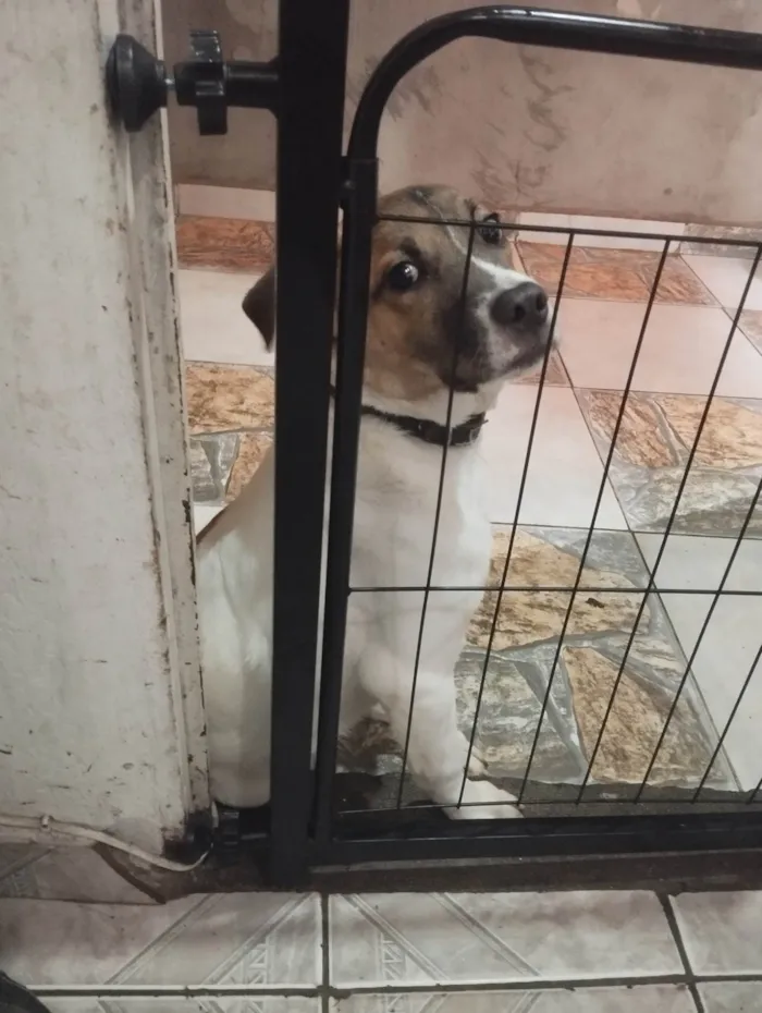Cachorro ra a SRD-ViraLata idade 7 a 11 meses nome Maike 