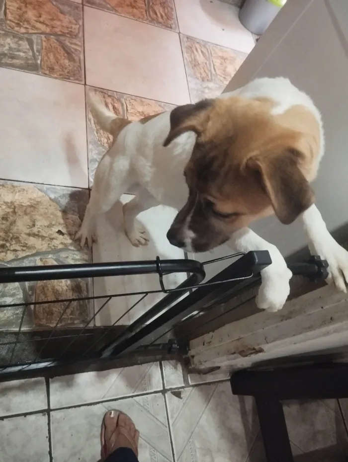 Cachorro ra a SRD-ViraLata idade 7 a 11 meses nome Maike 