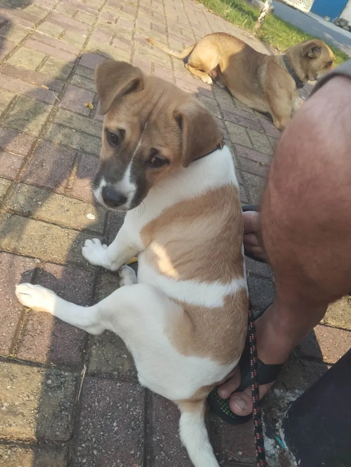 Cachorro ra a SRD-ViraLata idade 7 a 11 meses nome Maike 
