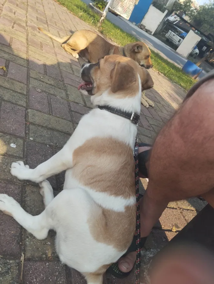 Cachorro ra a SRD-ViraLata idade 7 a 11 meses nome Maike 