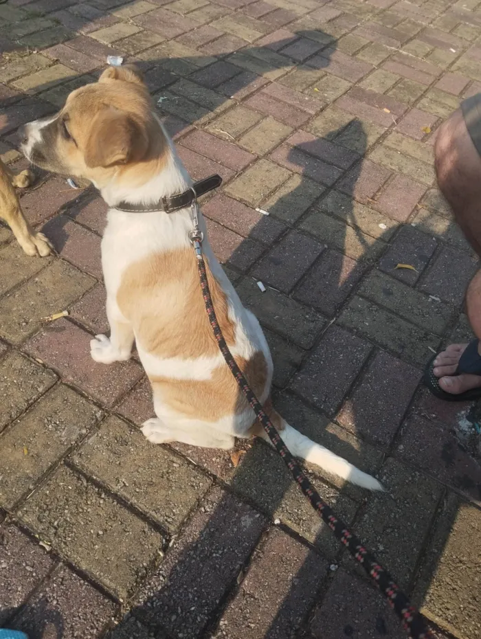 Cachorro ra a SRD-ViraLata idade 7 a 11 meses nome Maike 