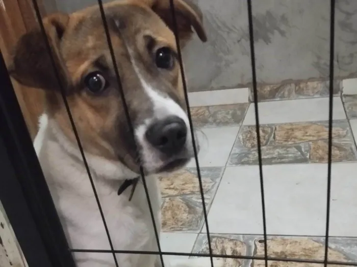 Cachorro ra a SRD-ViraLata idade 7 a 11 meses nome Maike 