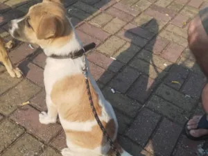 Cachorro raça SRD-ViraLata idade 7 a 11 meses nome Maike 