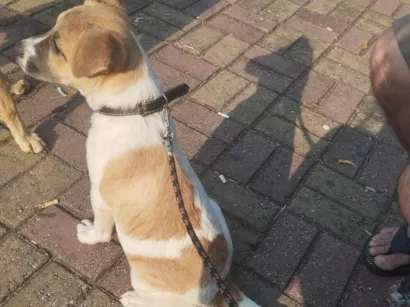 Cachorro raça SRD-ViraLata idade 7 a 11 meses nome Maike 