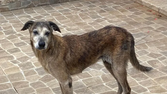 Cachorro ra a SRD-ViraLata idade 6 ou mais anos nome Tigreza