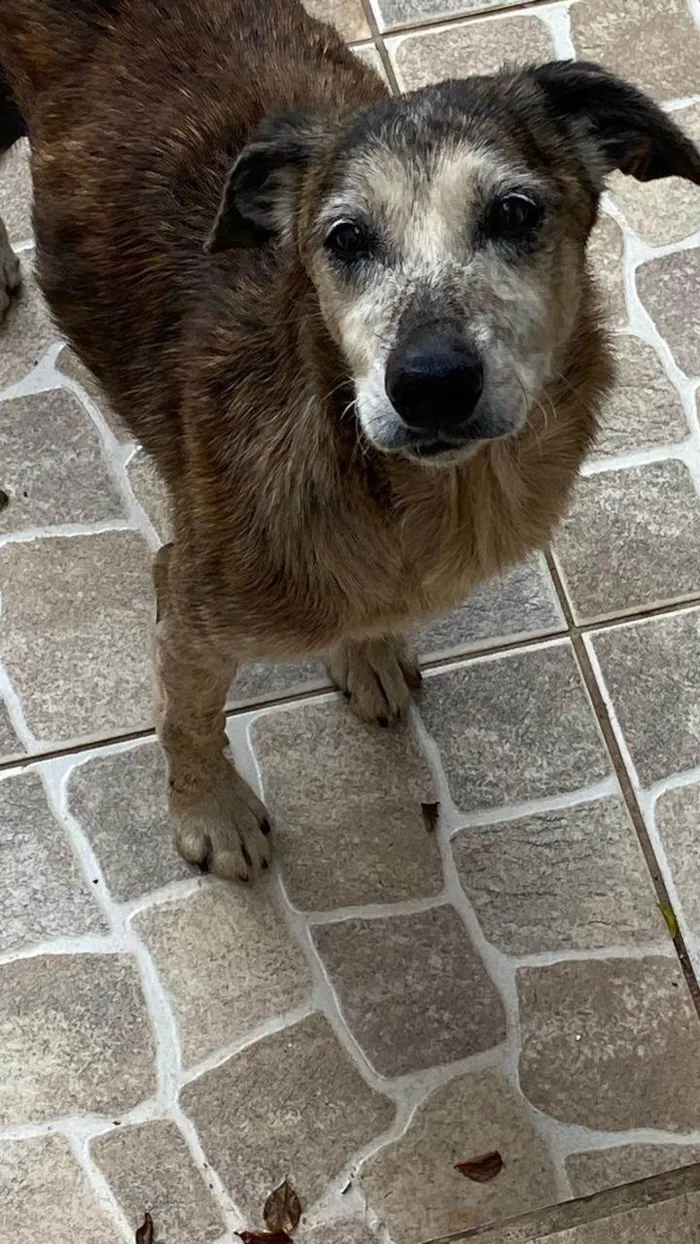 Cachorro ra a SRD-ViraLata idade 6 ou mais anos nome Tigreza