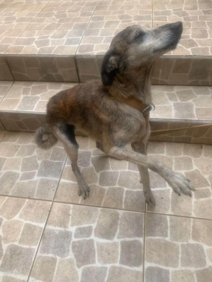 Cachorro ra a SRD-ViraLata idade 6 ou mais anos nome Tigreza