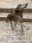Tigreza