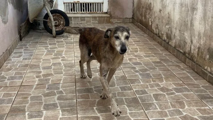 Cachorro ra a SRD-ViraLata idade 6 ou mais anos nome Tigreza